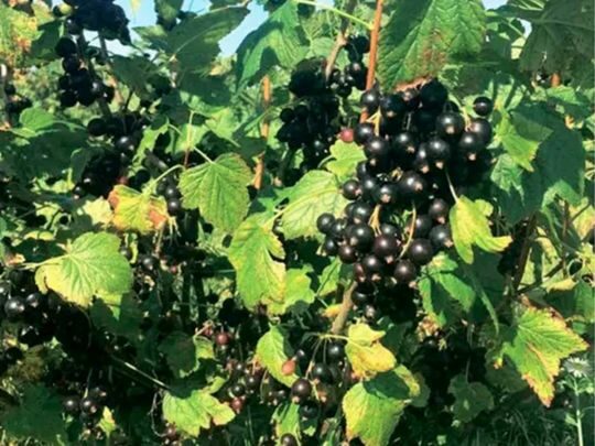 Встигнути до&nbsp;морозів: чим і&nbsp;як&nbsp;потрібно обов'язково обробити кущі смородини перед зимовими холодами