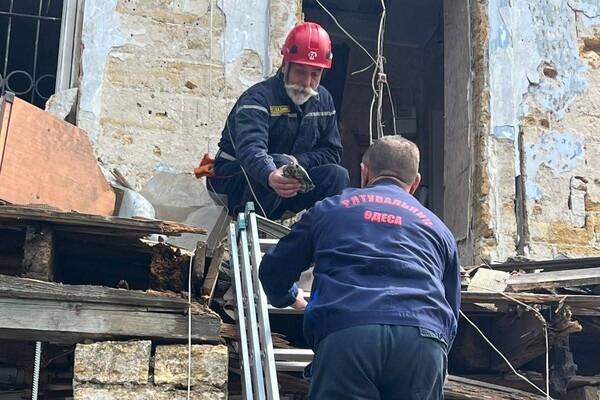 Выжила под руинами: в Одессе через пять дней после обстрела вызволили из-под завалов черепаху